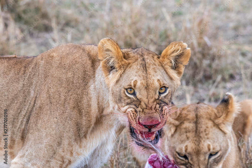 Two lioness eating the flesh of waterbuck in Maasai Mara triangle after hunting Two lioness eating the flesh of waterbuck in Maasai Mara triangle after hunting