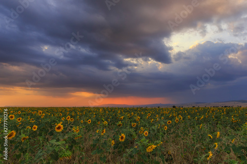 Sunflowers field at sunset in the mountains photo