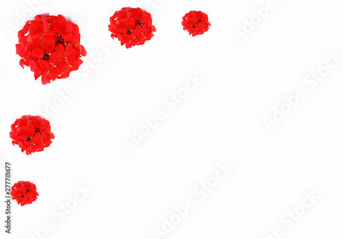 small natural flowers of red geranium on a white background