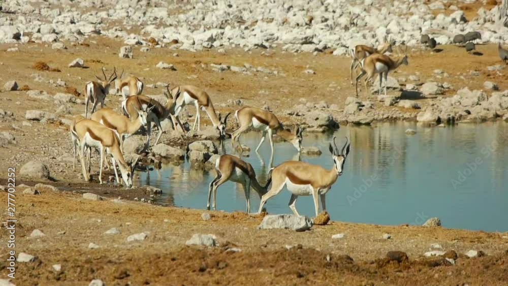 springbok antelopes drink water