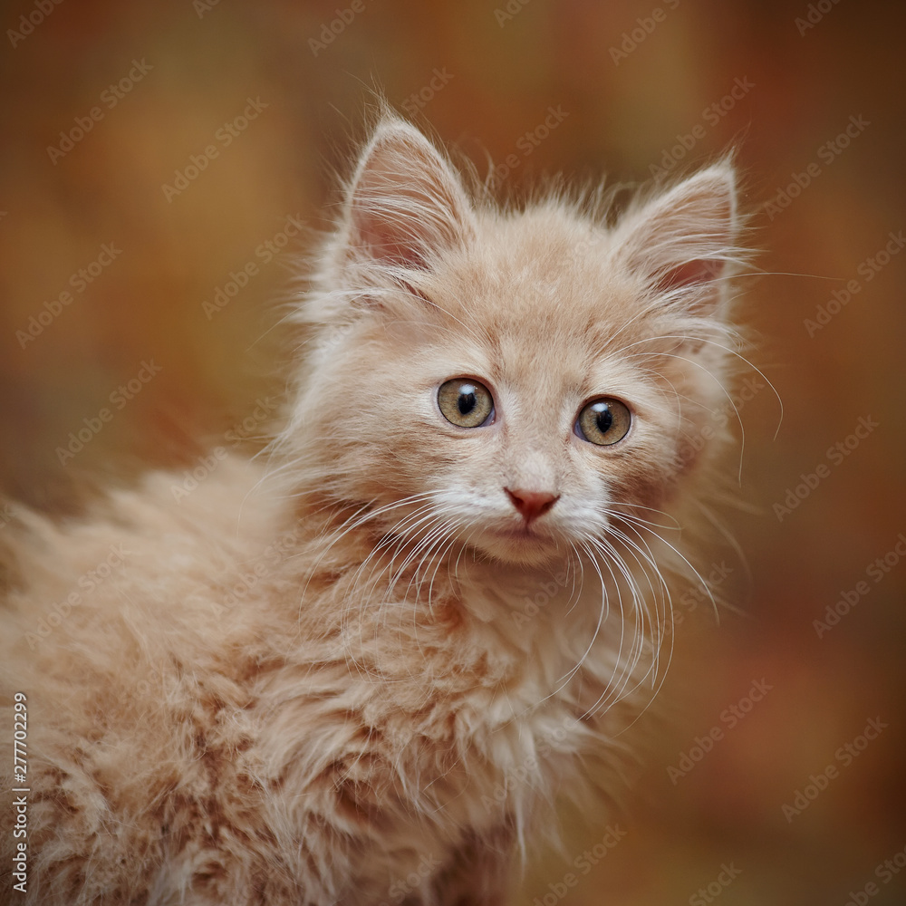 Portrait of a small red kitten