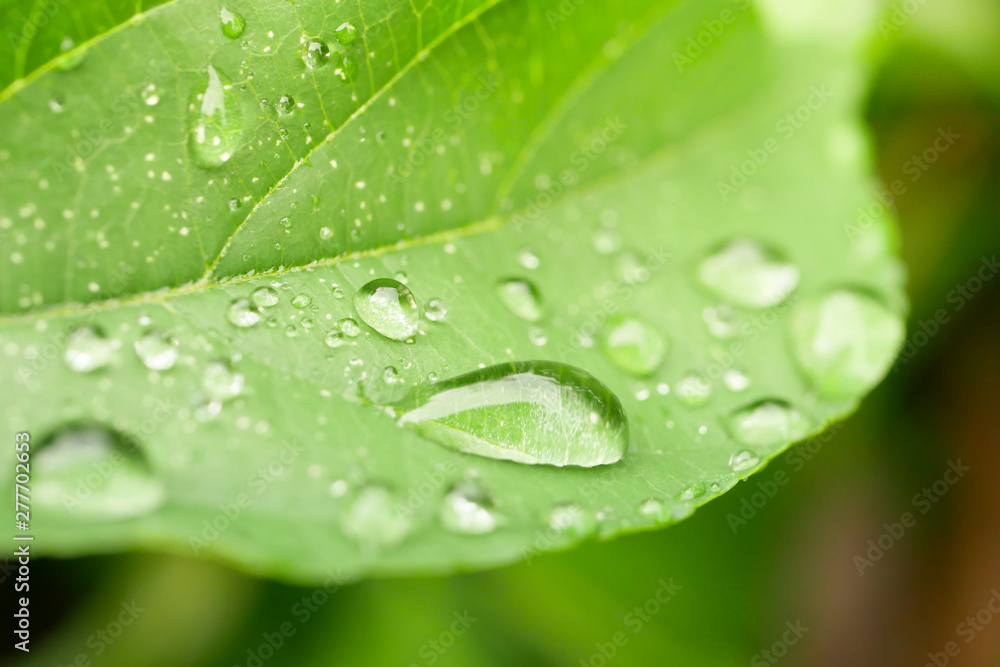 drops of water on the leaves. green nature background drops of water on the leaves. green nature background