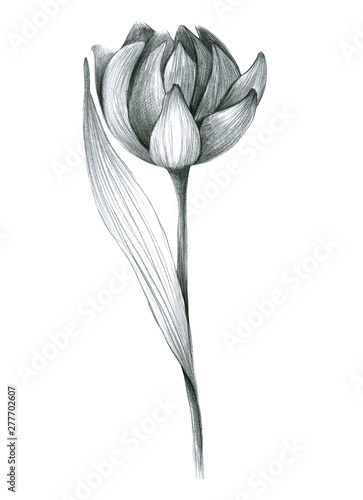 Wallpaper Mural Set with summer flowers, tulips. Hand draws field, garden plants with ink, pencil. botanical illustration vintage. Flower with leaves, buds. Design for wrapping, wallpaper, textiles. Torontodigital.ca