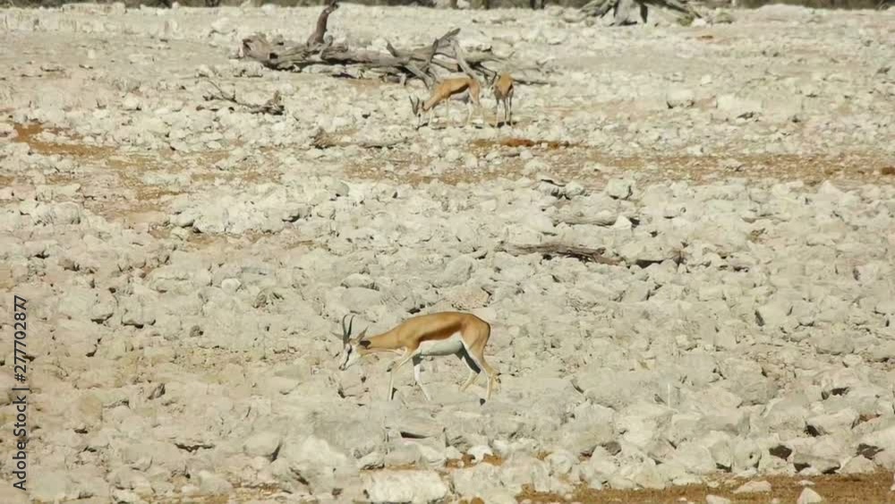 springbok antelopes walk in the desert, slow motion springbok antelopes walk in the desert, slow motion
