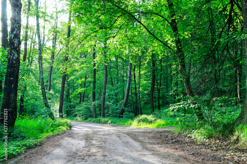 Road in the forest. Beautiful summer wallpaper.