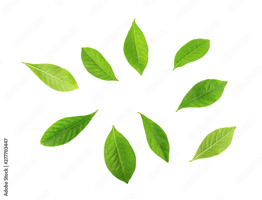 group of leaves isolated on white group of leaves isolated on white