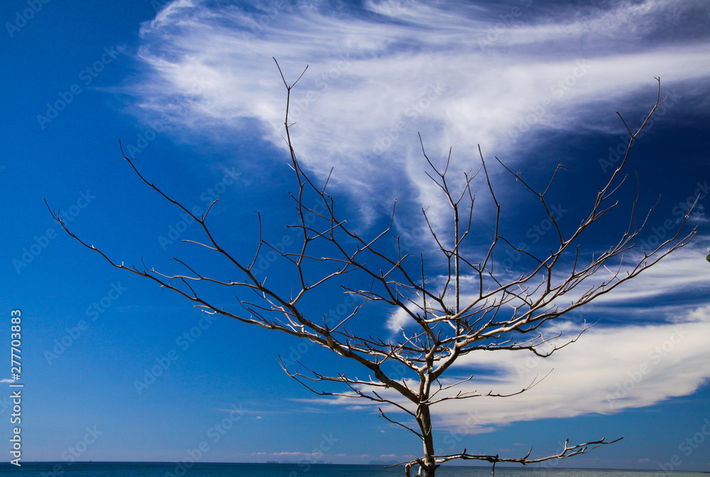 Isolated branches of bare tree on tropical island Ko Lanta against blue sky with white cirrus clouds Isolated branches of bare tree on tropical island Ko Lanta against blue sky with white cirrus clouds