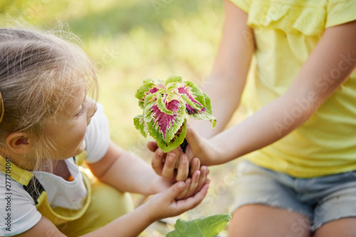 Two children sisters holding young green plant in hands. Ecology and care nature concept