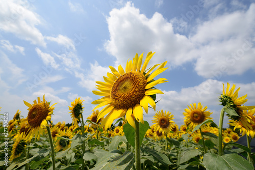 Sunflower under the blue sky