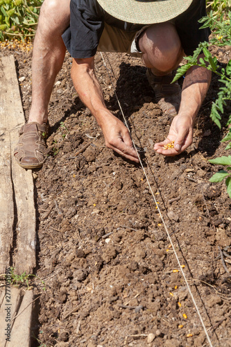 Au potager - jardinier semant des graines de haricot