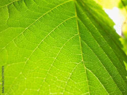 Detail of green grape leaf. Closeup photo. Abstract organic background.