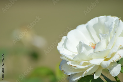 Thomasville rose garden 0336