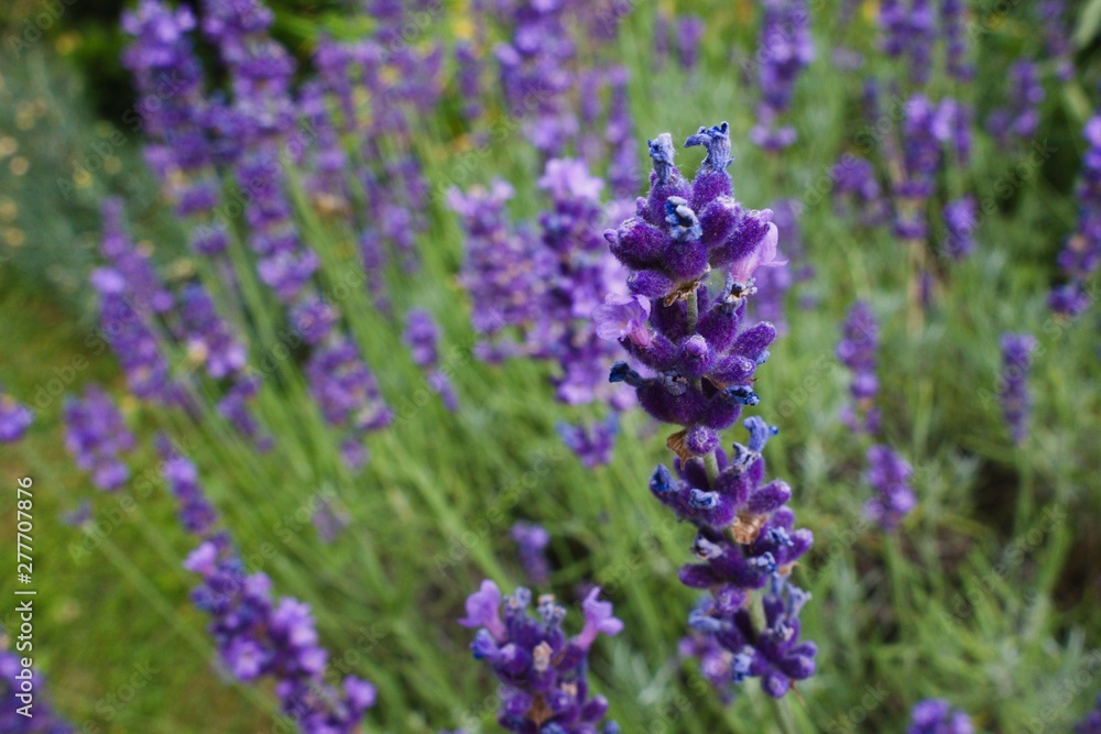 Obraz premium Lavender in field. Closeup, authentic photograph.