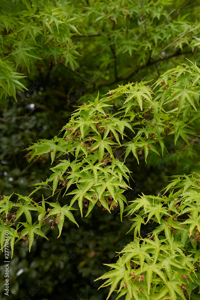 Acer palmatum