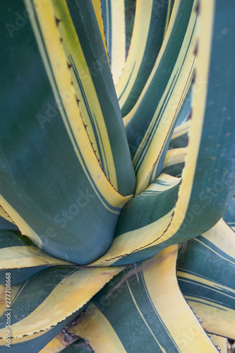 Agave americana marginata photo