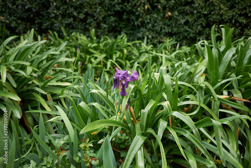 Iris x germanica