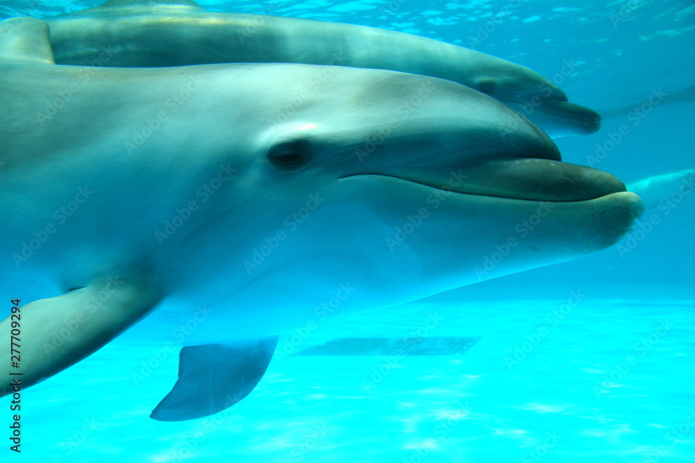 Naklejka premium イルカ