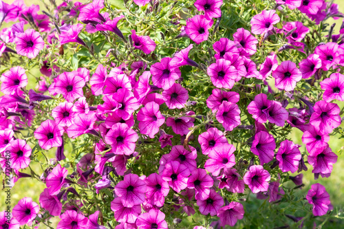 Fototapeta Naklejka Na Ścianę i Meble -  Pink petunias blooming in garden