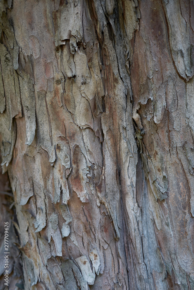 Taxus baccata bark Taxus baccata bark