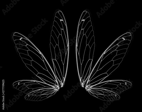 wings of Insect cicada on black bacground