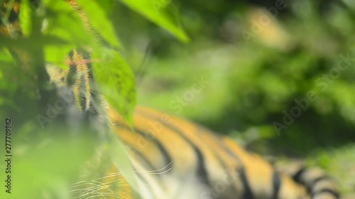 close-up and selective focus, Malayan tiger (Panthera tigris jacksoni) in the zoo