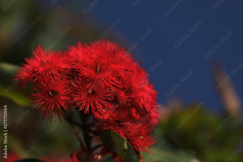 Eukalyptusbaum Blüte