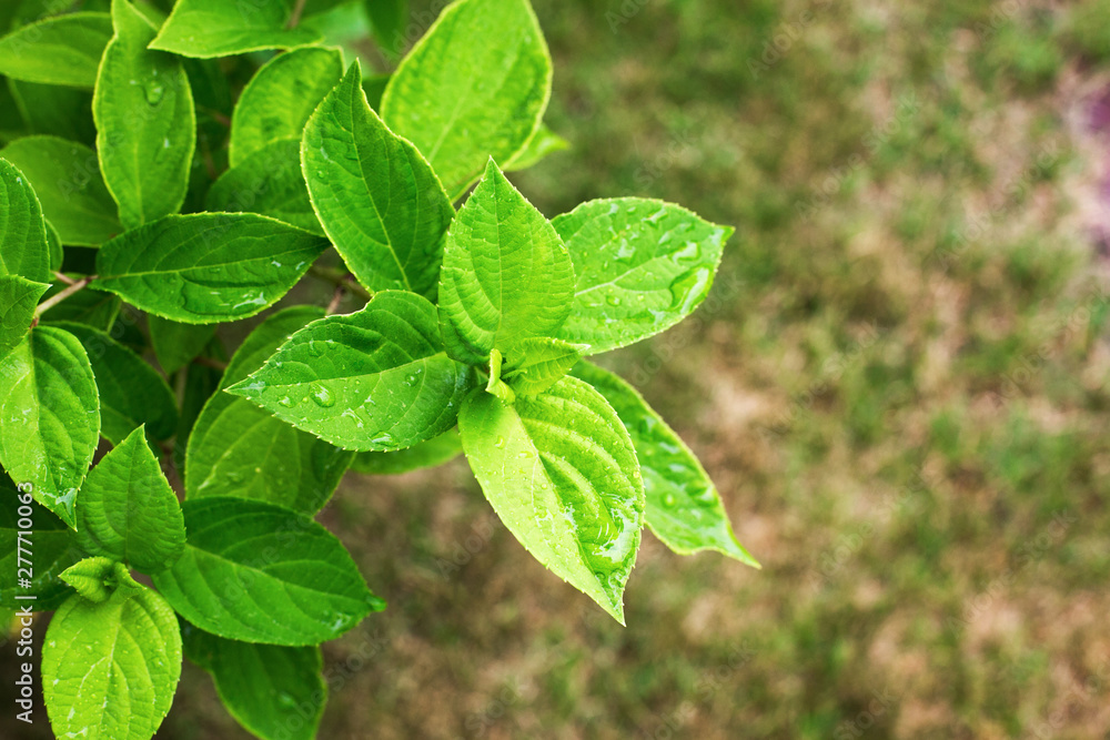 branch of an Cornus alba Aurea close up with succulent green leaves branch of an Cornus alba Aurea close up with succulent green leaves