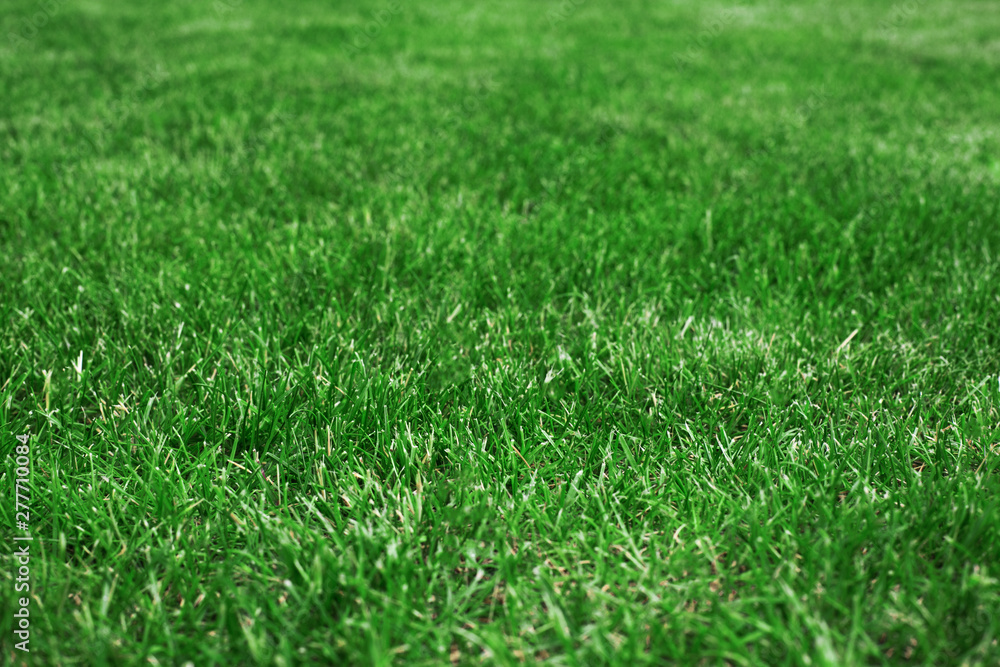 Grassy lawn on a golf course close up Grassy lawn on a golf course close up
