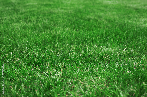 Grassy lawn on a golf course close up