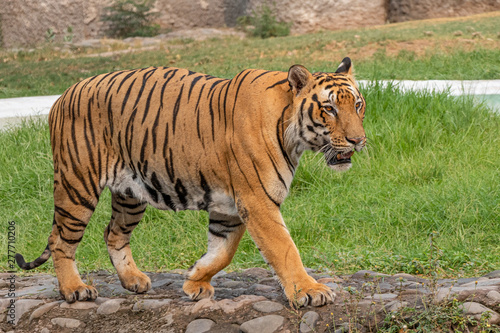Bengal Tiger walking on concrete path. Looking Great.