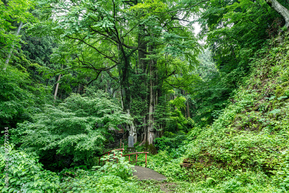 軍刀利神社奥院の大桂
