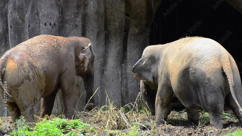 A pair of african elephant feeding in the zoo A pair of african elephant feeding in the zoo