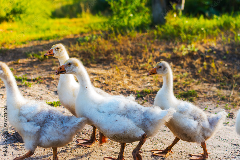 little white ducks in the village little white ducks in the village