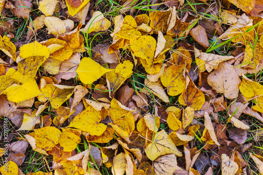 fallen yellow leaves on the ground fallen yellow leaves on the ground