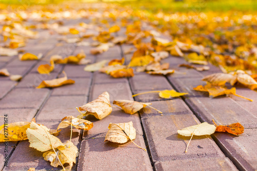 yellow leaves on the sidewalk in the Park. mellow autumn.