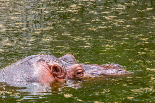 Hippopotamus bring head out of the water lake.