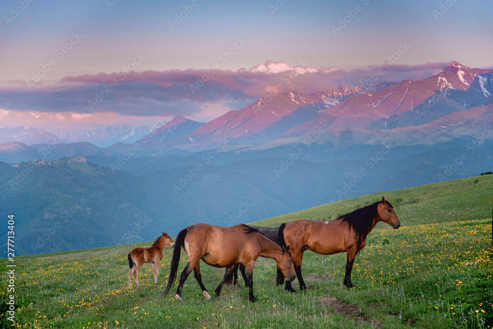 wild horses are walking on a green meadow against the backdrop of mountains in the evening, Karachay-Cherkessia, Caucasus, Russia