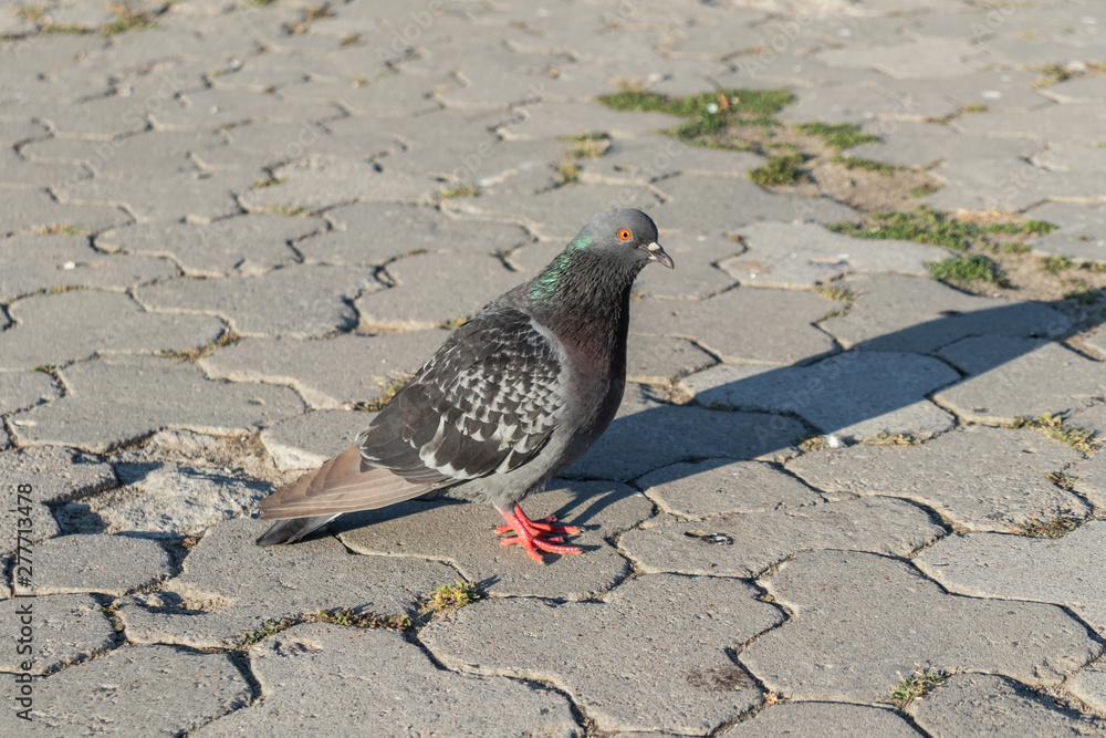 Obraz premium Pigeons at the city square. Dove sitting on the street. Bird in the outdoor. Bird doves group walk the street. City square with pigeons and doves.