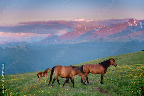 wild horses are walking on a green meadow against the backdrop of mountains in the evening, Karachay-Cherkessia, Caucasus, Russia