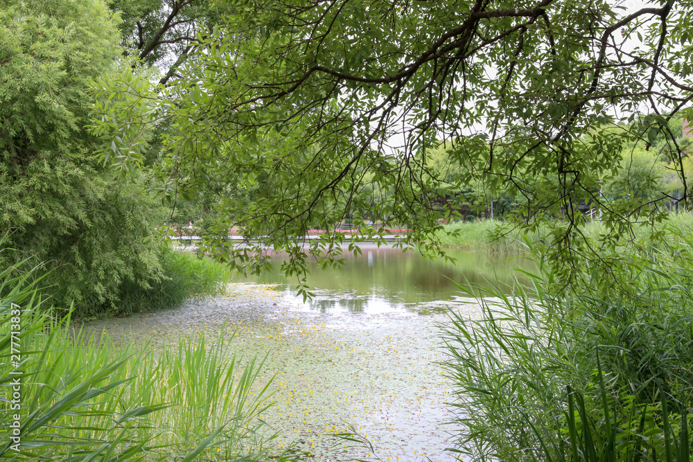 Nature view Green Forests with Beautiful Ponds