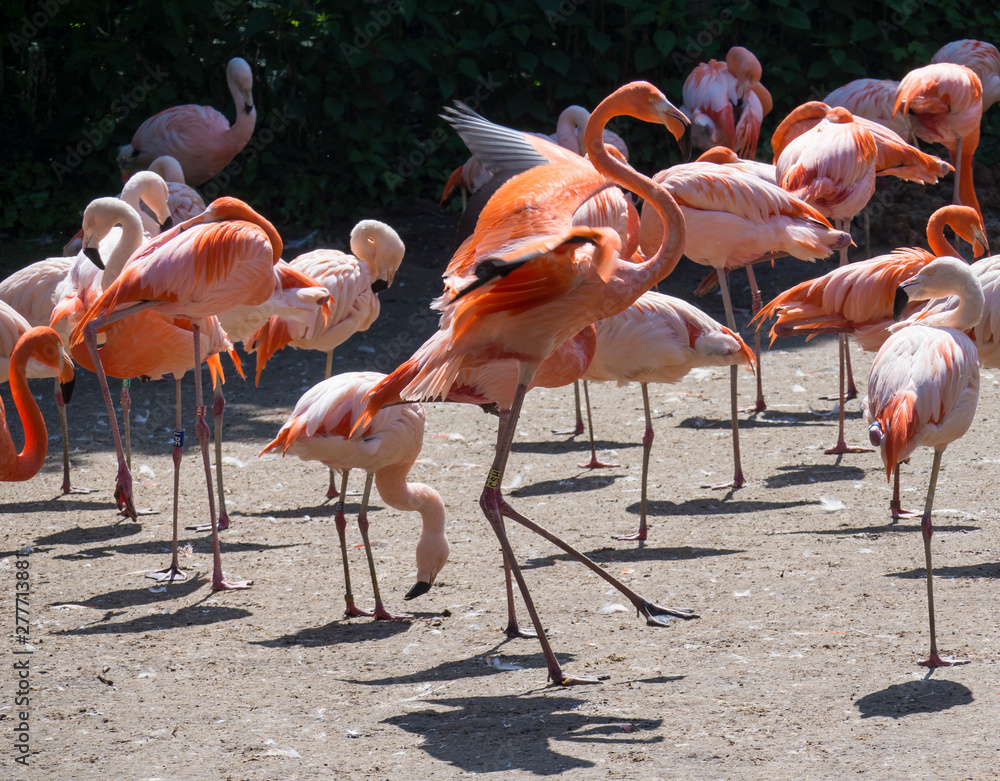 Obraz premium Group of red and pink flamingos standing on dirt. Chilean flamingo Phoenicopterus chilensis and The American flamingo Phoenicopterus ruber.