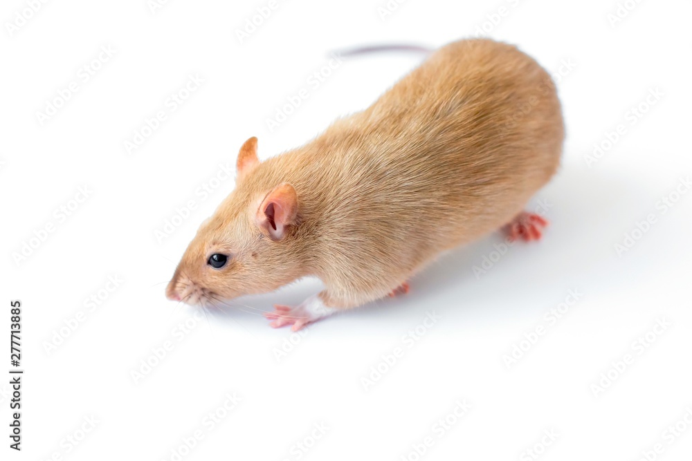 A beige golden beautiful ornamental rat is standing on a white isolated background and sniffing something down. A beige golden beautiful ornamental rat is standing on a white isolated background and sniffing something down.