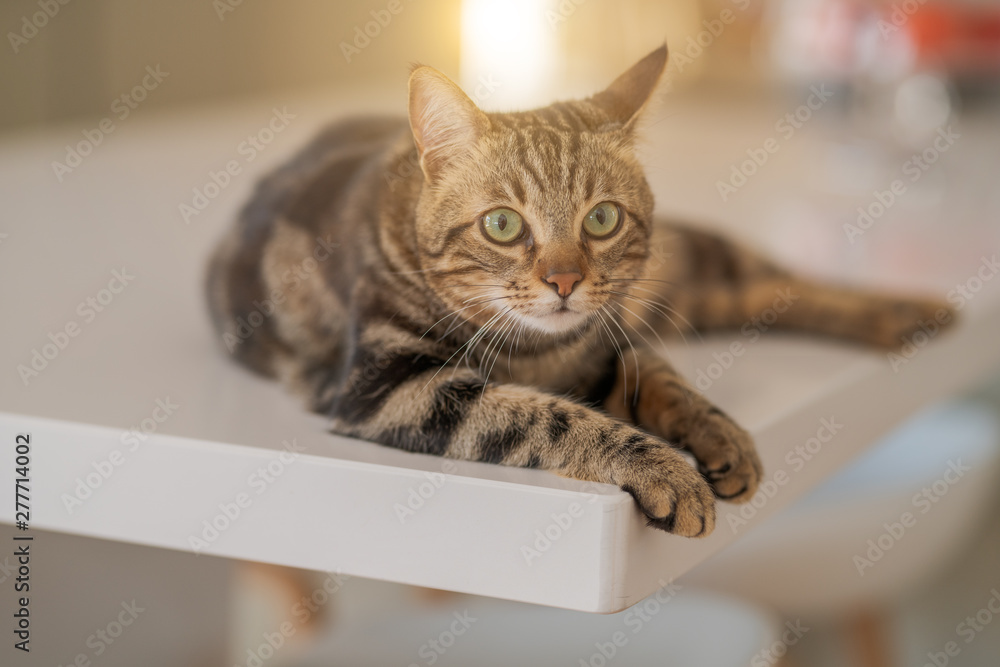 Beautiful short hair cat lying on white table at home Beautiful short hair cat lying on white table at home