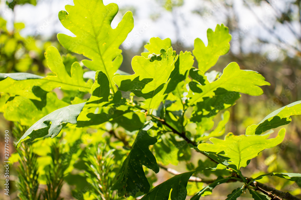 Oak leaves. Branch with green leaves. Oak branch. Backlight. Sunshine. Oak leaves. Branch with green leaves. Oak branch. Backlight. Sunshine.