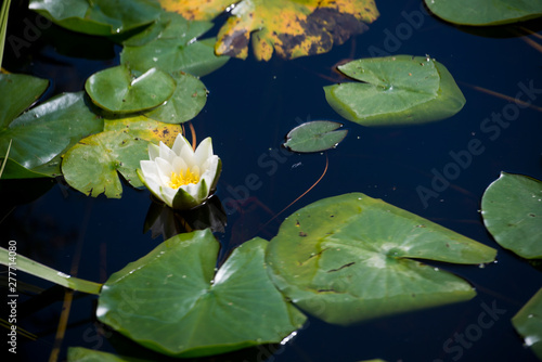 water lily in pond