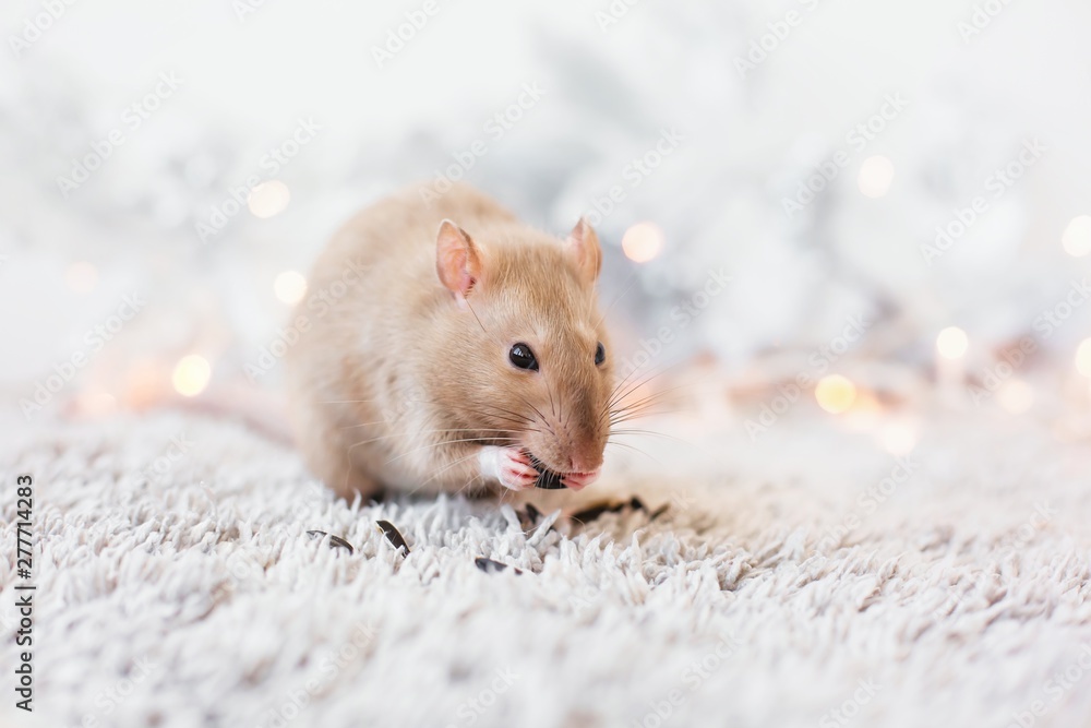  A beige golden beautiful rat sits on fur on a New Year's holiday background with Christmas garlands, copy space, blank for a postcard of the new year 2020 with space for an inscription