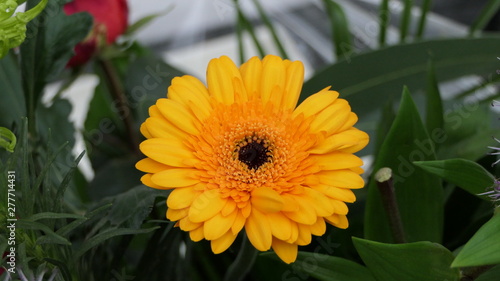 Fototapeta Naklejka Na Ścianę i Meble -  Transvaal Daisy Barberton Gerbera Flower
