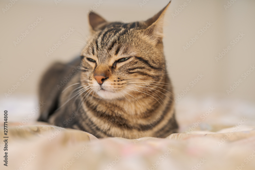 Fototapeta premium Beautiful short hair cat lying on the bed at home
