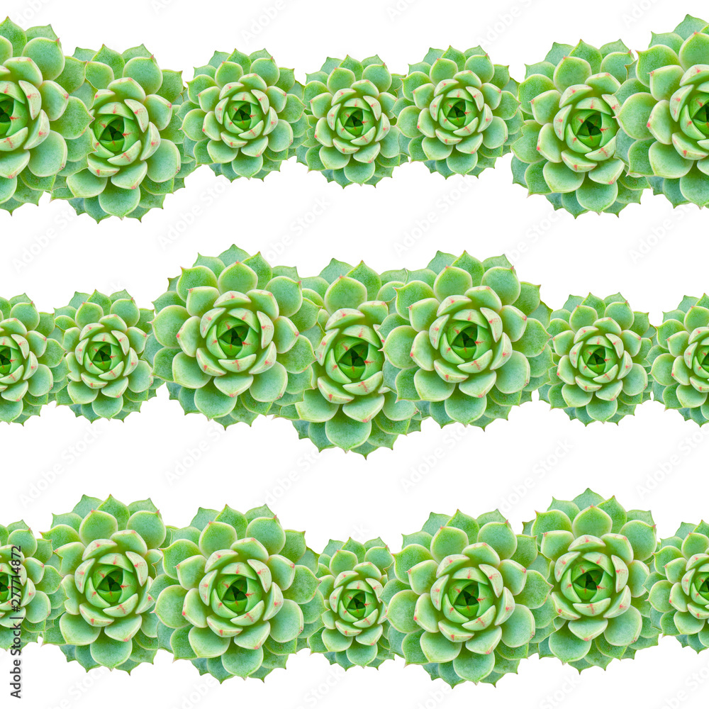 Green Succulent Plant White Background Green Succulent Plant White Background