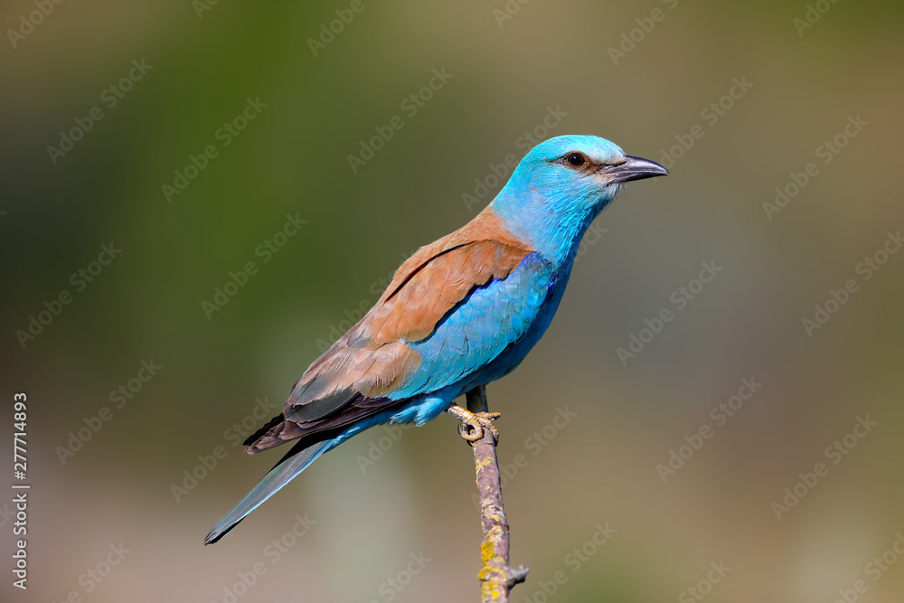 Close-up and vivid photos of the European roller (Coracias garrulus) are sitting on a branch on a beautiful blurred background. Bright colors and detailed pictures Close-up and vivid photos of the European roller (Coracias garrulus) are sitting on a branch on a beautiful blurred background. Bright colors and detailed pictures